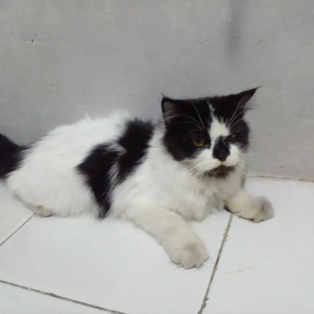 sepasang kucing.