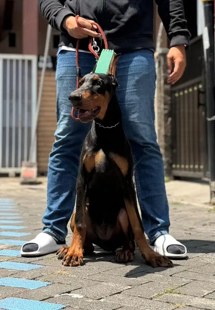 Doberman Jantan 4bln line Import Serbia