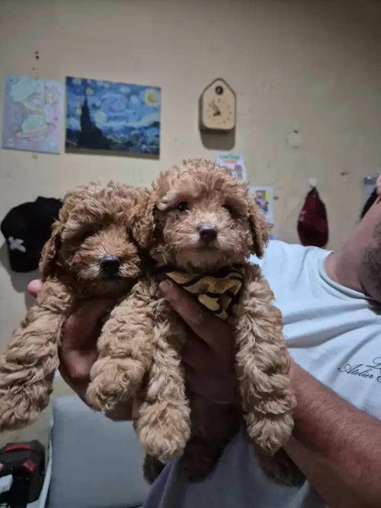 Jual anak anjing poodle jantan dan betina