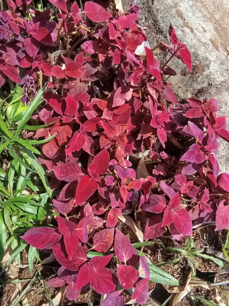 Tanaman hias miana merah