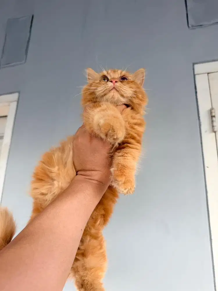 Munchkin dan exotic shorthair