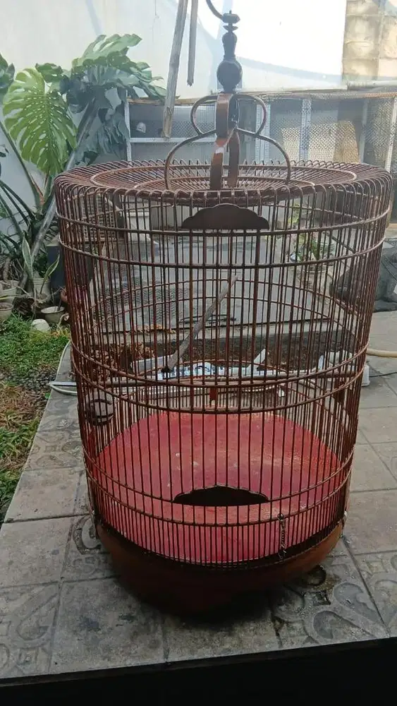 Kandang Rafi Jaya Reborn