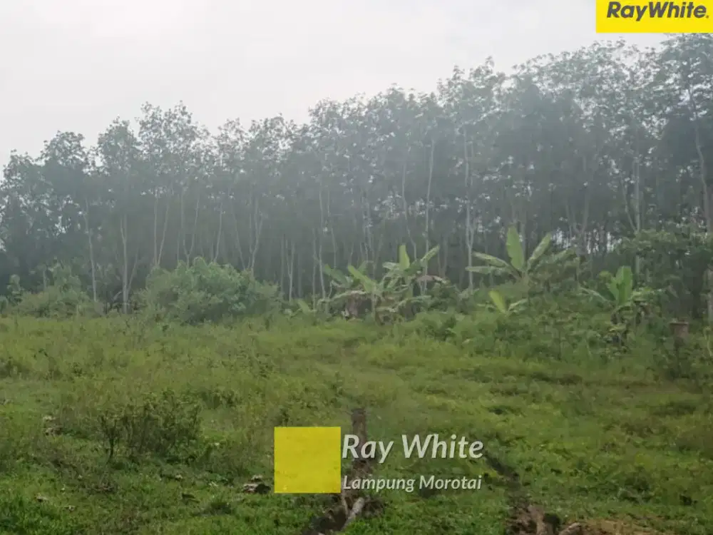 Dijual Tanah di Sidmulyo, Lampung Selatan (Kode : Re 3755)