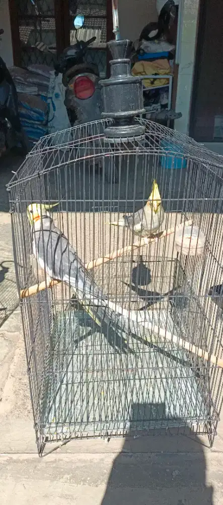 Dijual burung Falk Australi