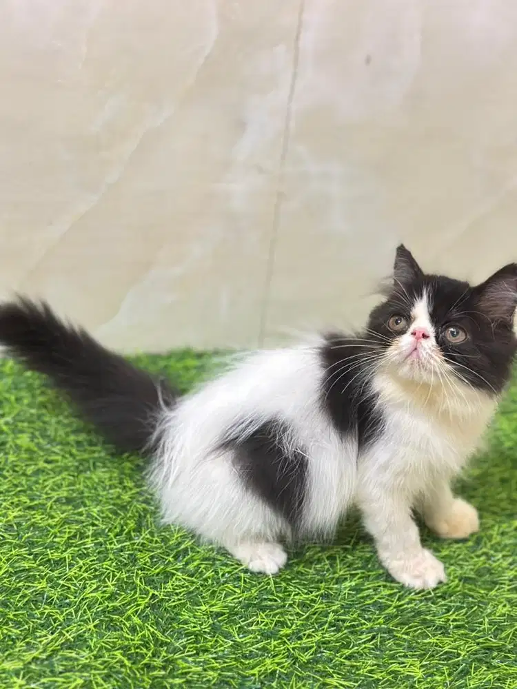Persia peaknose sangat Murah jos