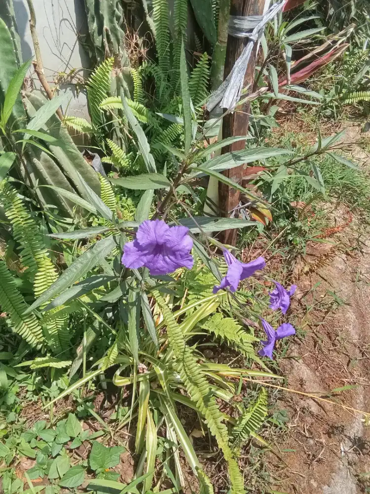 Ruellia - kencana ungu