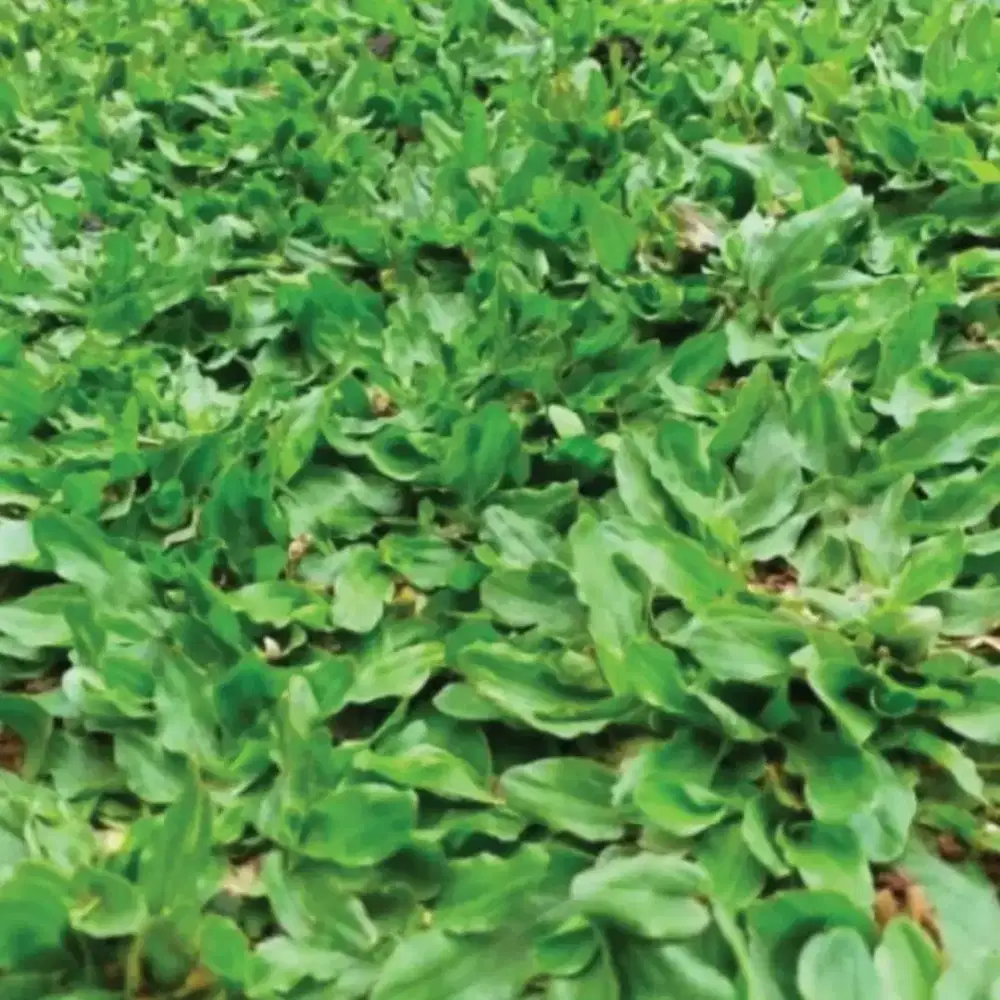 Rumput gajah mini