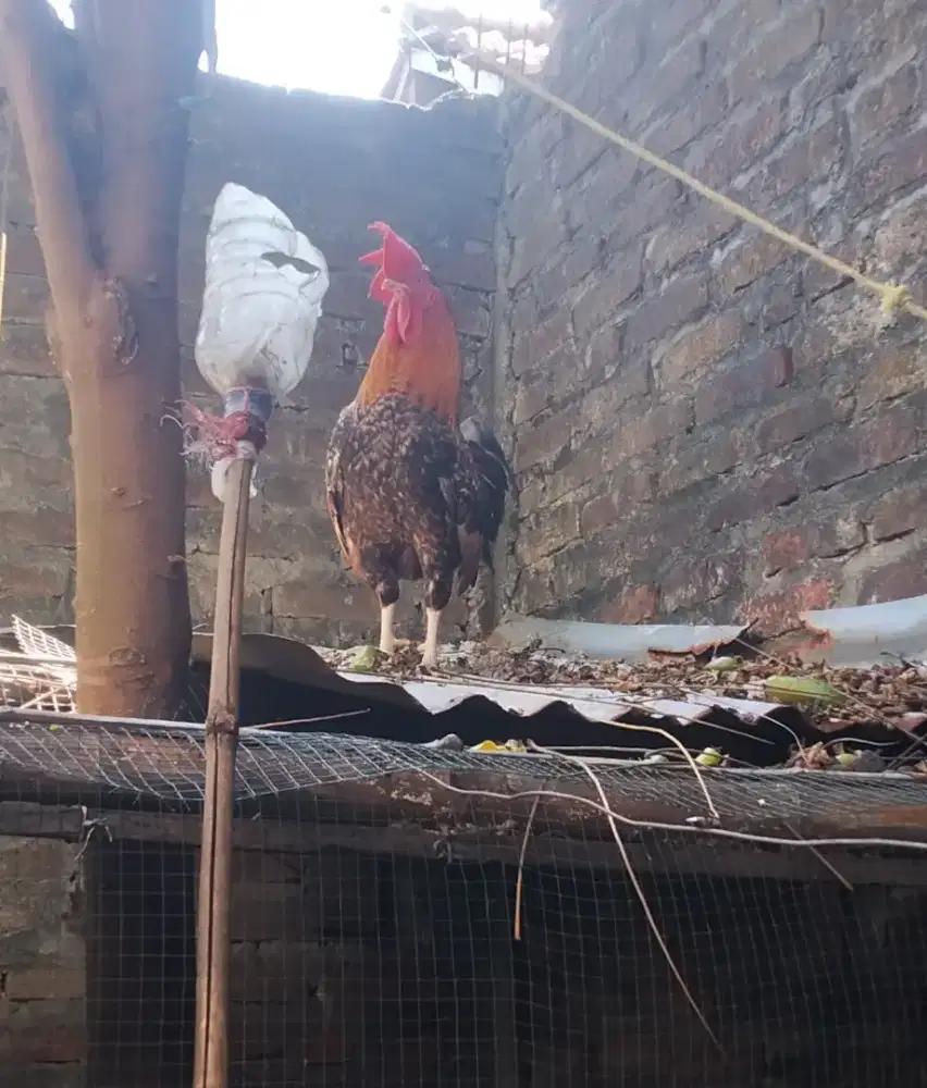 Ayam hias estetik non agresif sidoarjo