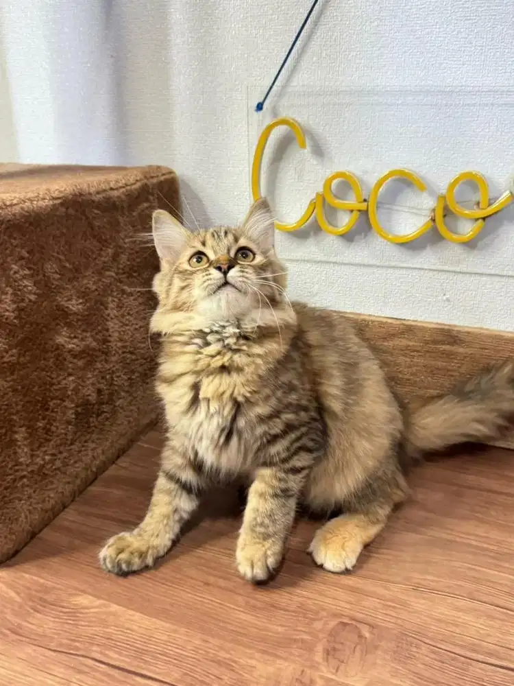 Kitten Kucing Persia