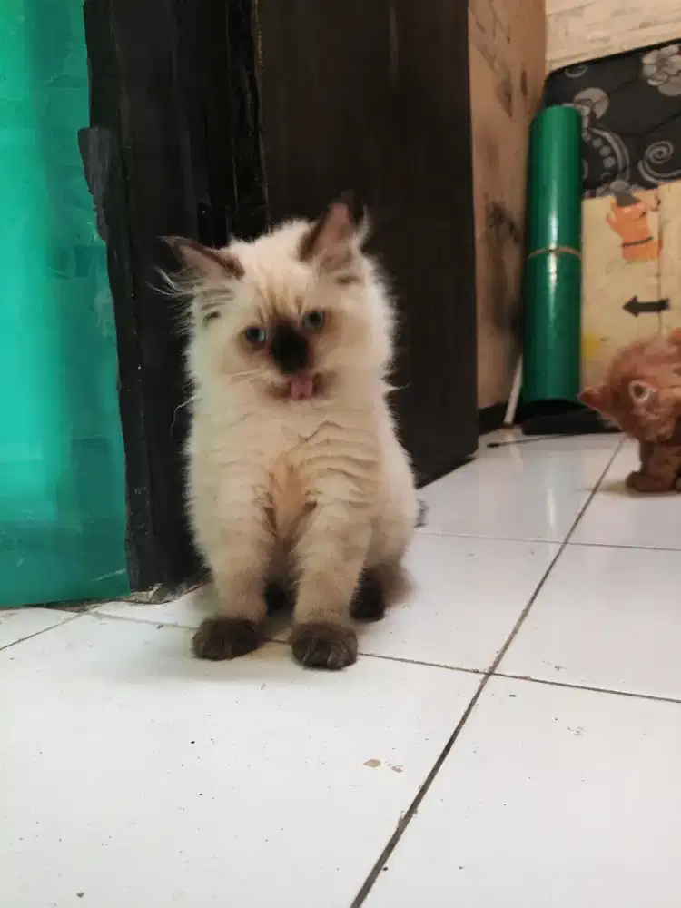 Kitten Himalaya Rag doll Jantan