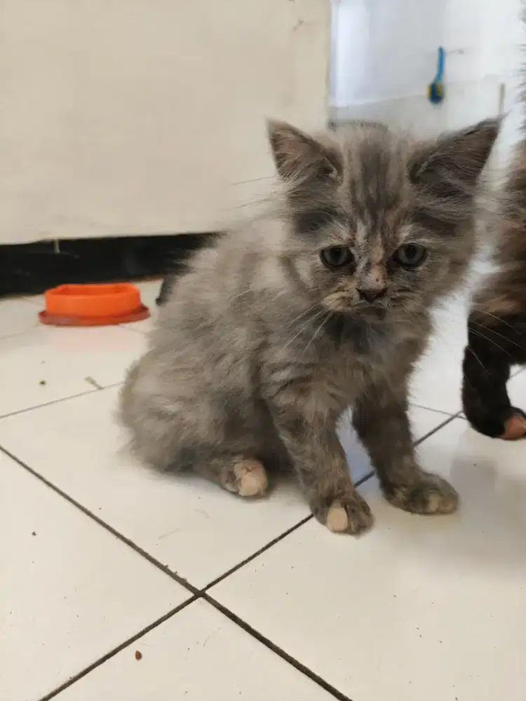 Kucing Kitten Persia Himalaya Betina