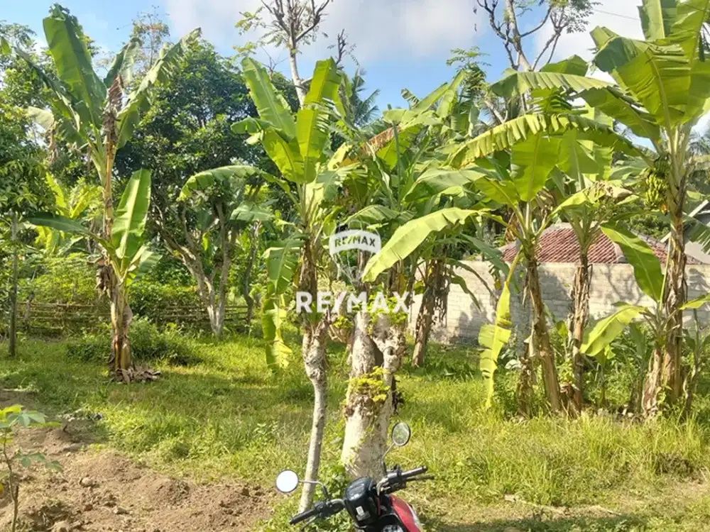 DIJUAL TANAH REJOSARI GLAGAH-BANYUWANGI