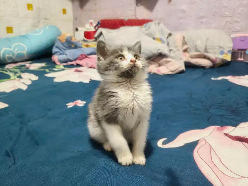 Anak kucing kitten BSH mix Scotish Jantan