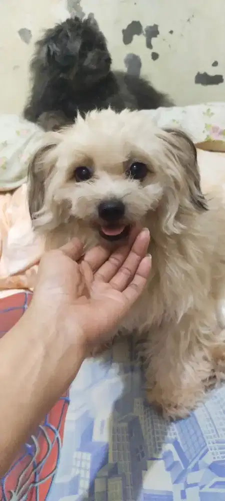 Poodle mix shitzu betina