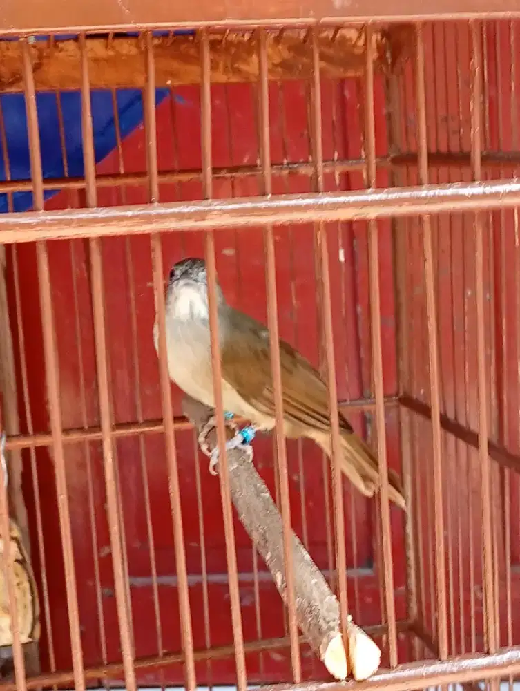 Burung kapas tembak  rajin bunyi