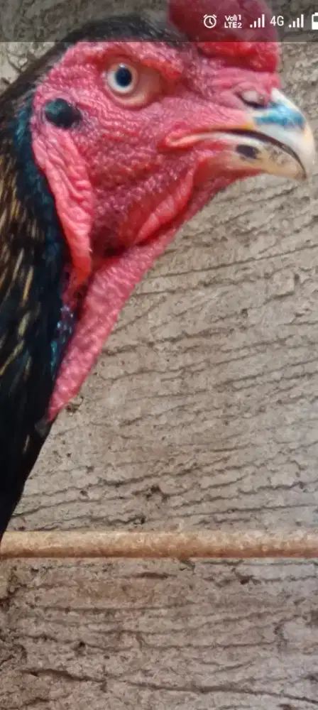 Ayam Jantan Eropa Oshamo