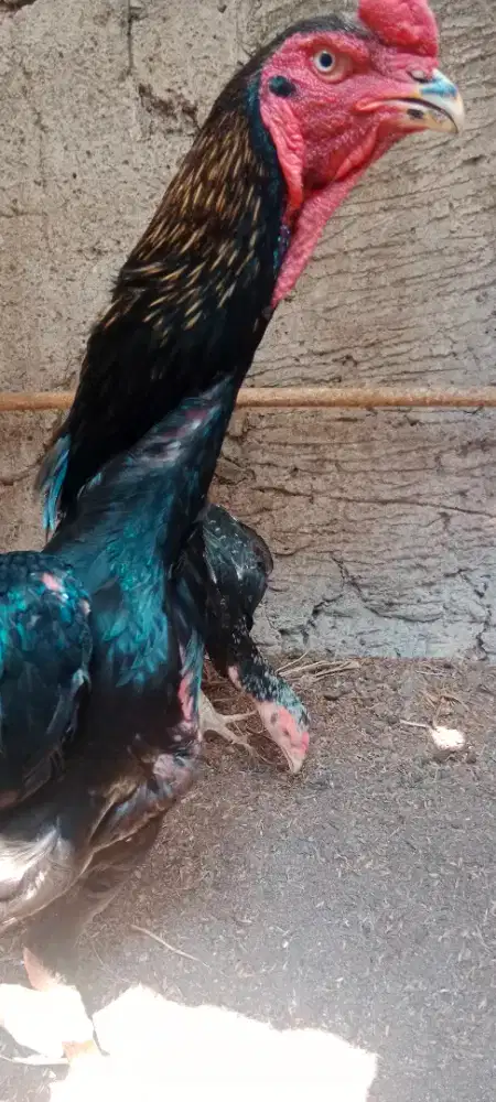 Sepasang Ayam O'shamo+ Pakhoy