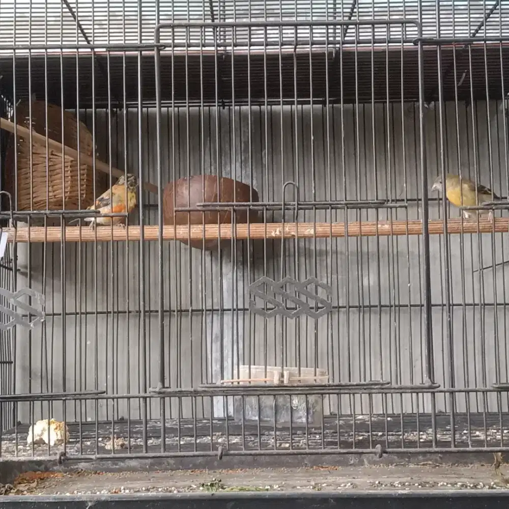 Burung redsiskin