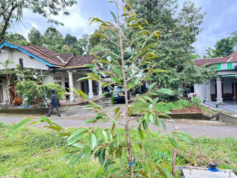 Kebun Durian Produktif Kerjo, Karanganyar