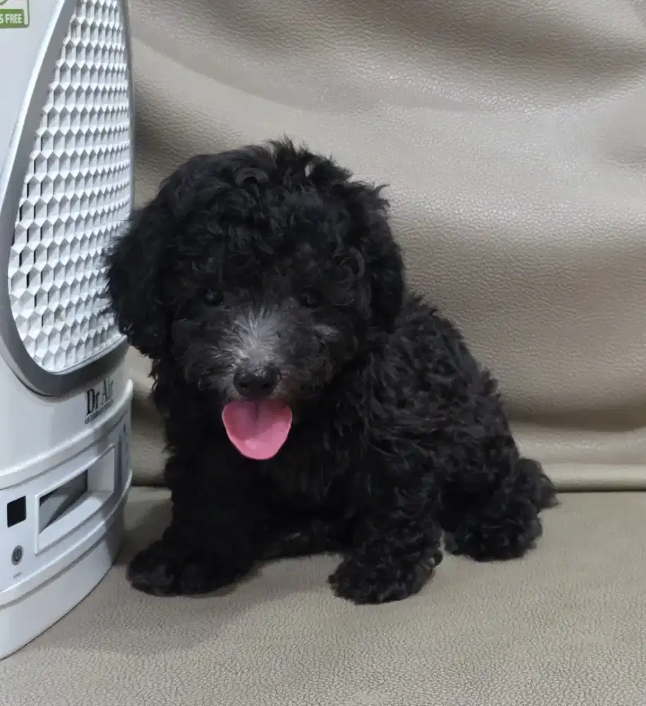 Poodle Silver Jantan