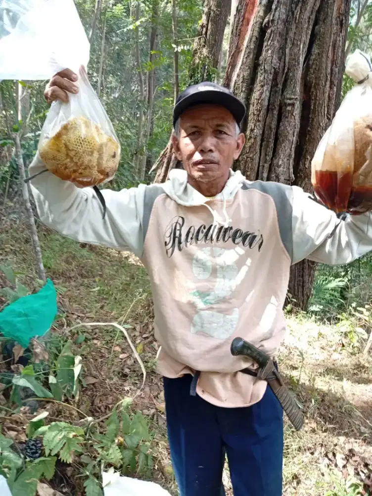 Madu asli hutan liar