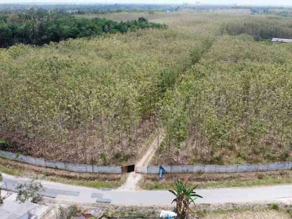 Tanah 21 hektar plus pohon jati