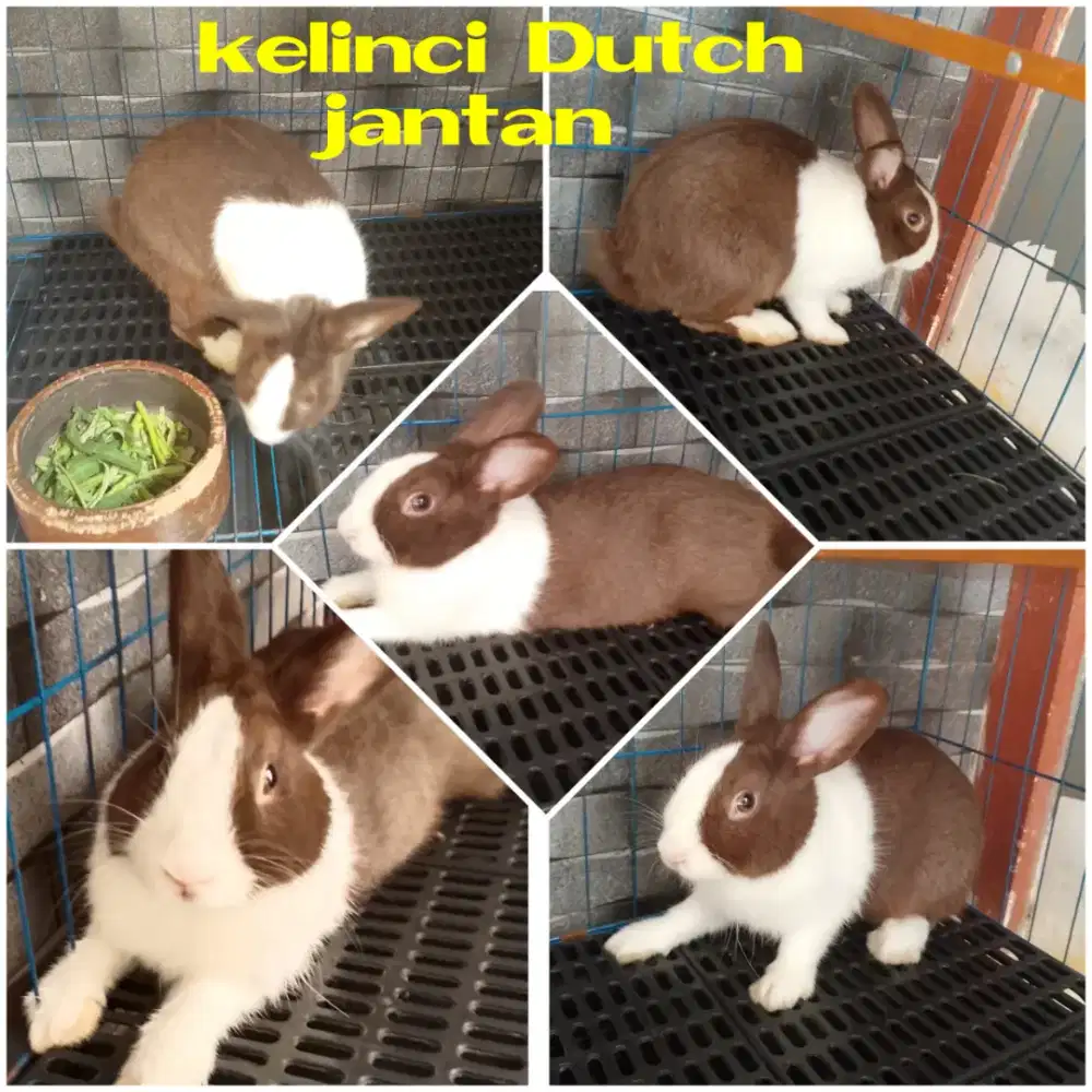 Hewan kelinci sepasang