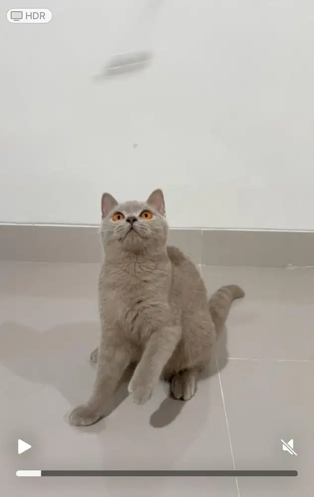 British shorthair line import