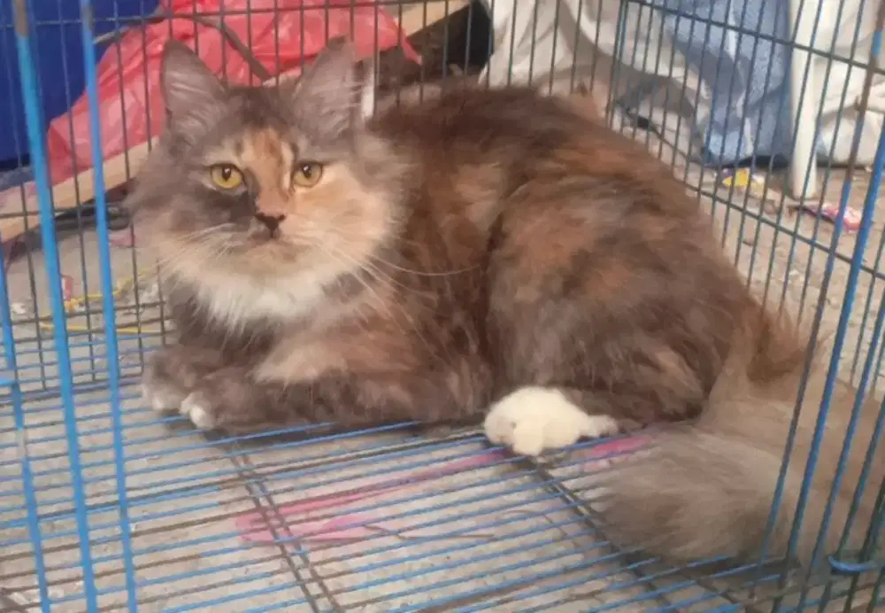 Kucing betina Persia