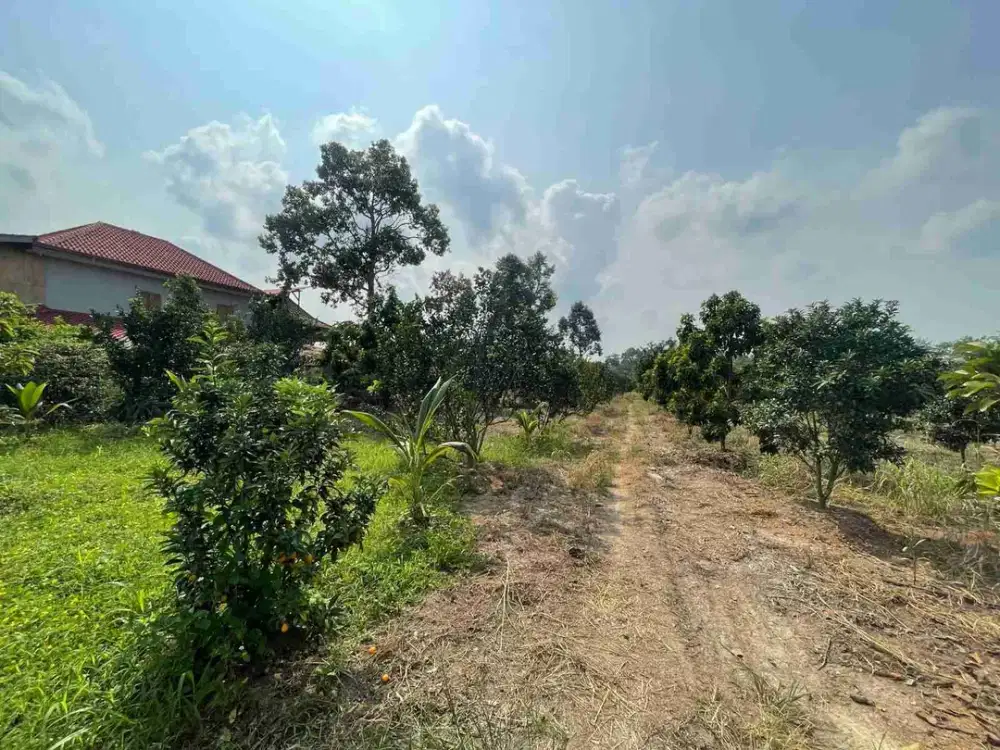 Jual rugi tanah lengkap perkebunan dan peternakan 5.2 hktr
