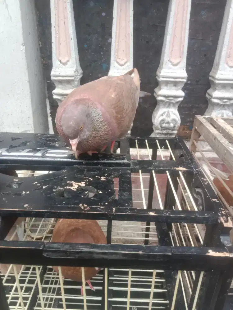 Burung dara merpati