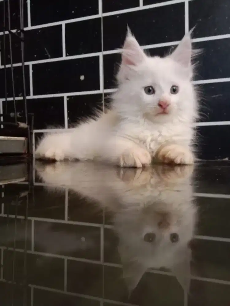 Maencoon white solid female
