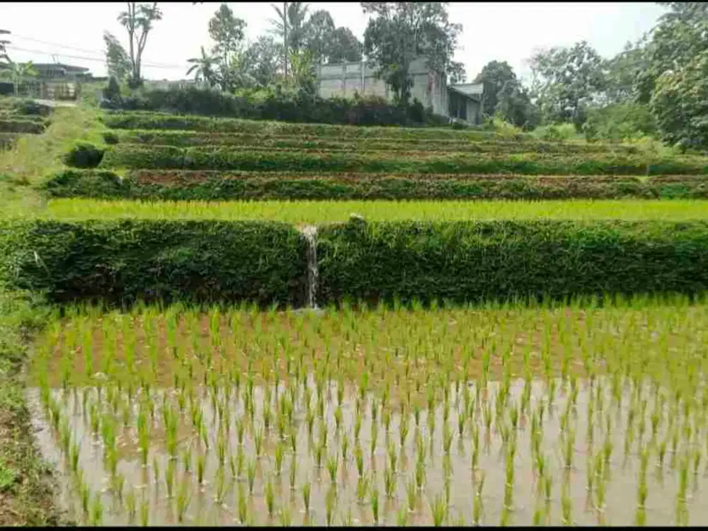 DI JUAL TANAH SAWAH LOKASI SANGAT  STRATEGIS SANGAT COCOK UNTUK VILLA KELUARGA DAN KOMERSIAL .UNTUK CAFE DAN RESTO,LOKASI SANGAT STRATEGIS TERLETAK DI KAWASAN VILLA DAN RESORT