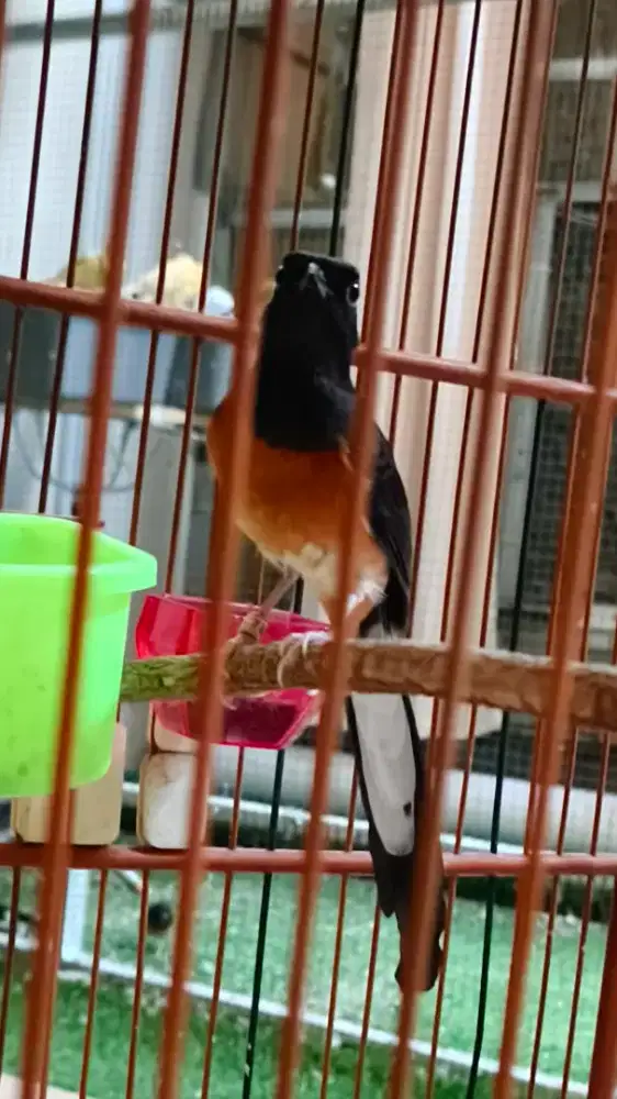 Murai Betina Ekor Panjang 17cm Siapan