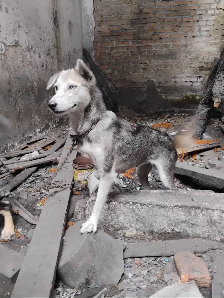 Husky mixed betina