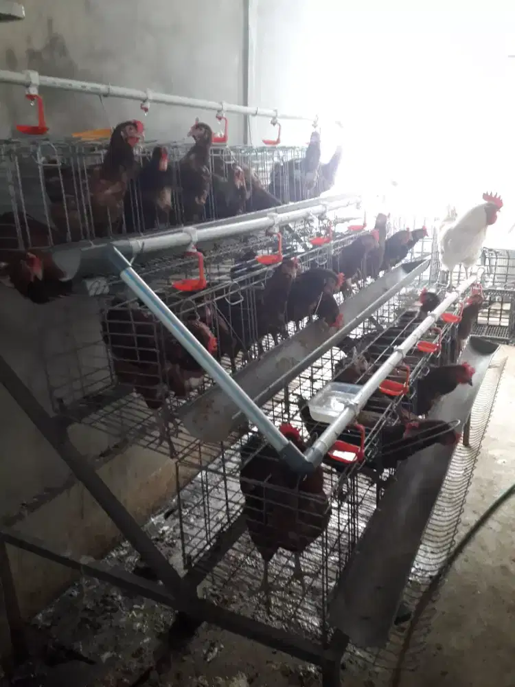 Ayam petelur 29 ekor + kandang