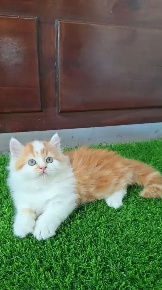 kucing kitten anakan munchkin pure cebol