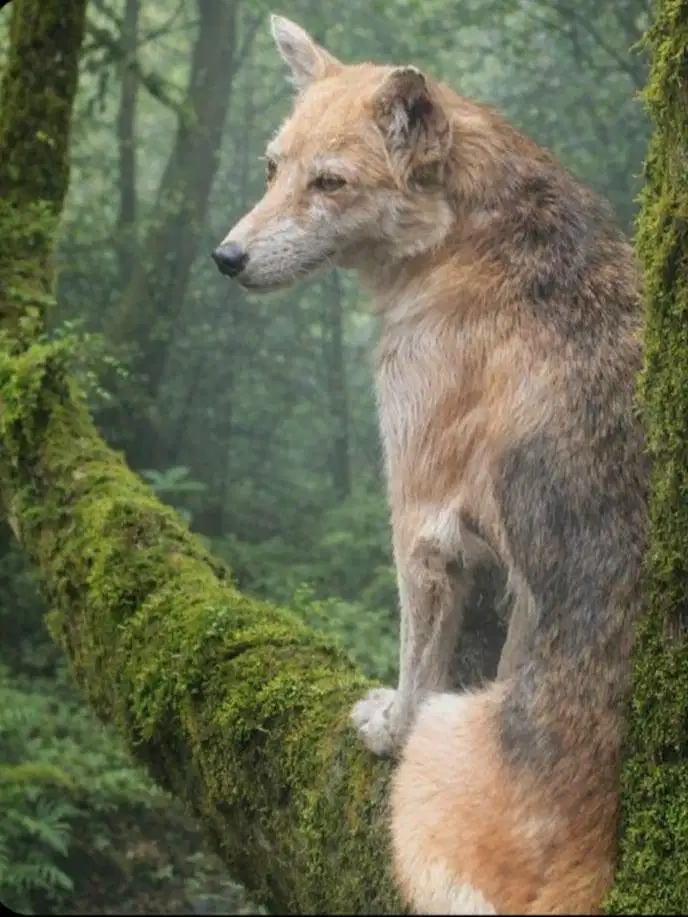 Husky mix betina