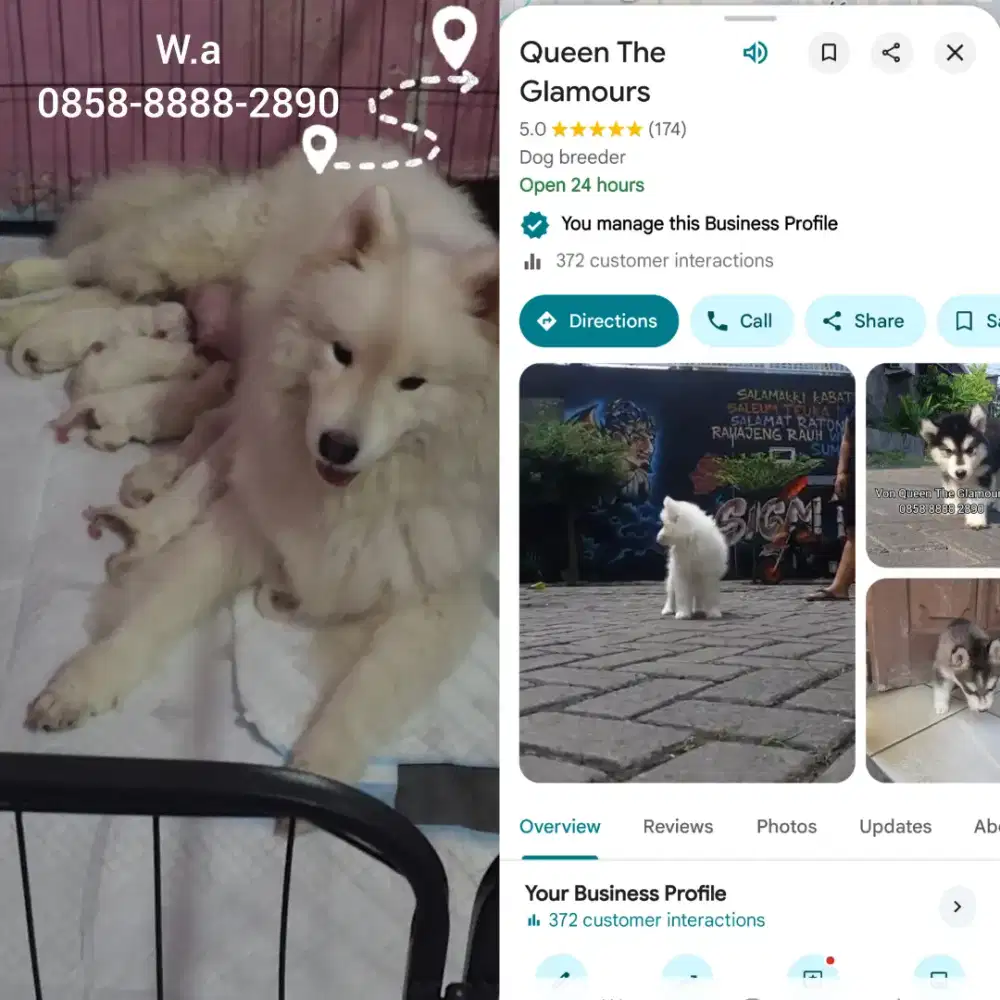 Samoyed puppy samoyed pupies