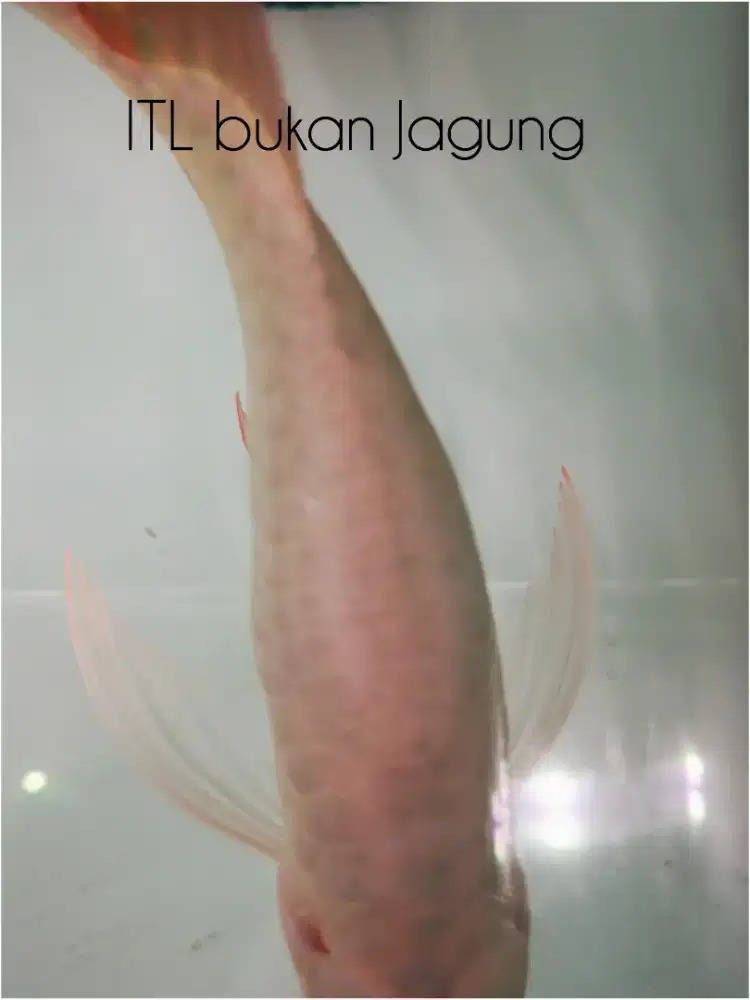 Arowana SR Sb 17cm ITL