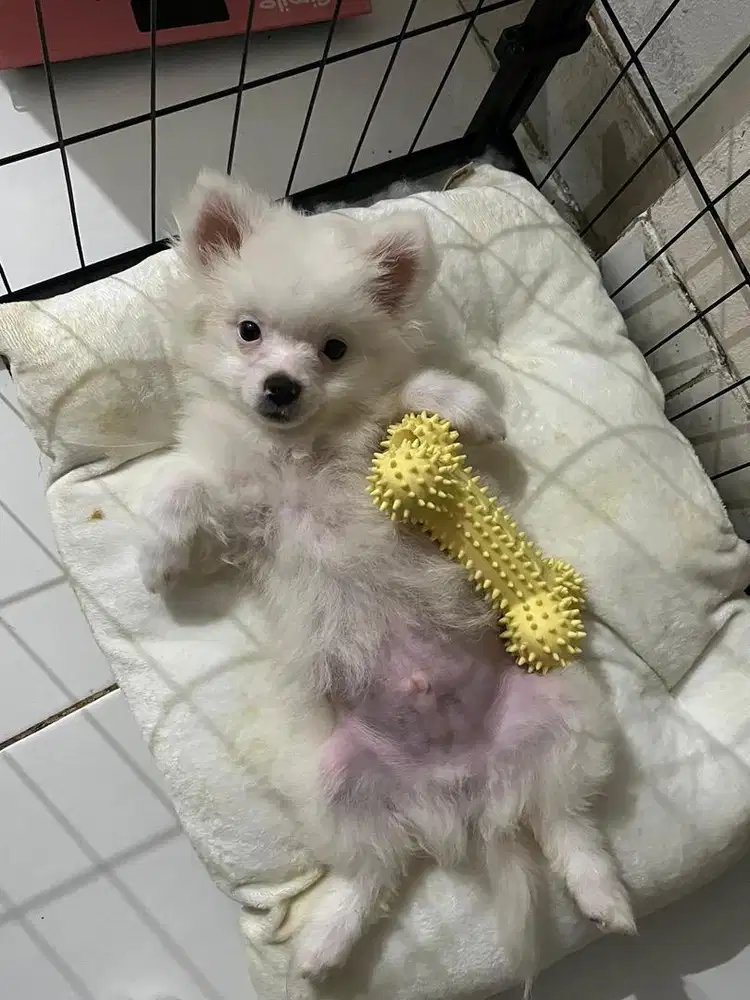 mini pomeranian jantan 4 bulan