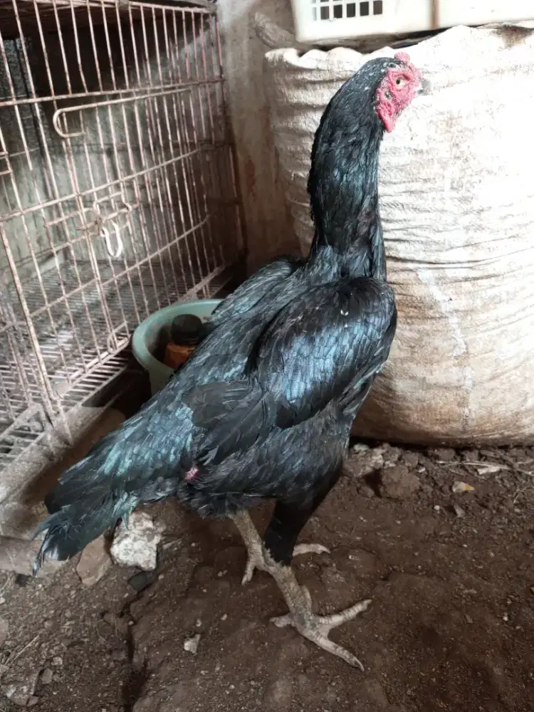 ayam bangkok betina big size