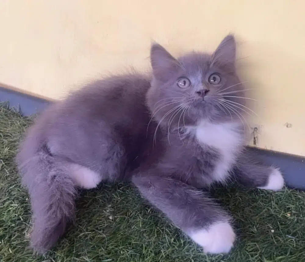 Kucing persia kitten abu putih kaus kaki