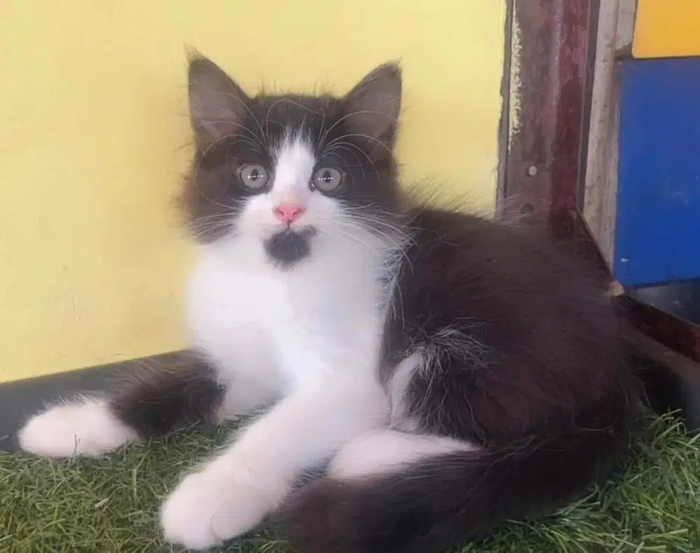 Kucing persia kitten jantan betman