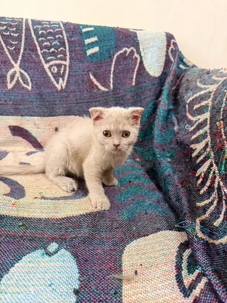 Kucing scotish fold