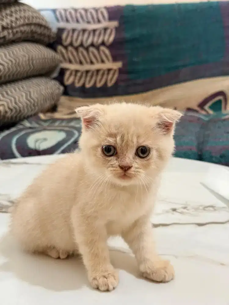 Kucing scotish fold