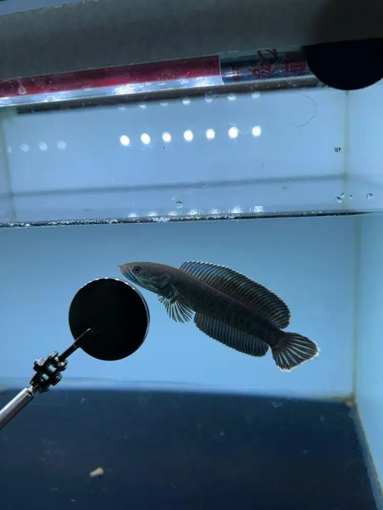 Channa Andrao 6-7cm
