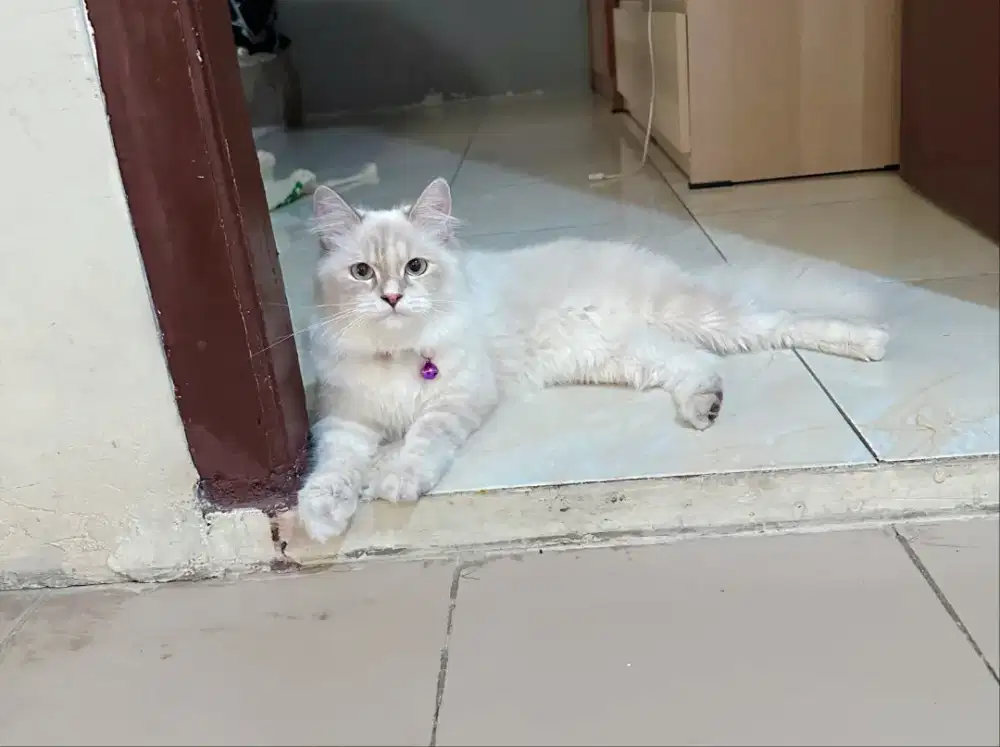 Ragdoll mix Himalaya