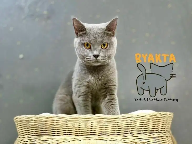 Kucing British Shorthair (Pedigree) Blue Solid - Betina