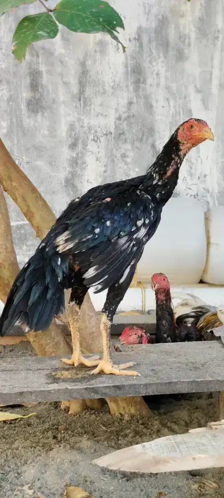 Ayam betina  .. ..